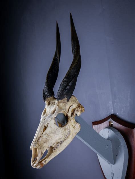 Bushbuck antelope skull and horns AHS271 | Antlers Horns and Skulls