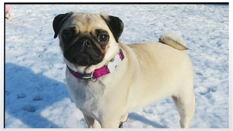 Pugs In Fresh Snow! - Leashes Optional