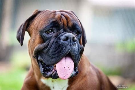 Brown Boxer dog | Boxer dogs, Boxer dog pictures, Dog pictures