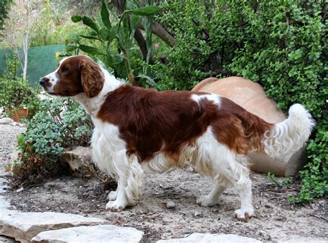 Springer Spaniel Grooming: A Guide With Haircut Pictures