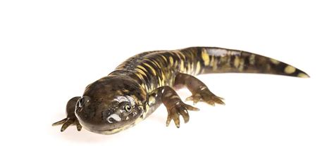 Tiger Salamander | The Animal Facts | Appearance, Diet, Habitat, Behavior