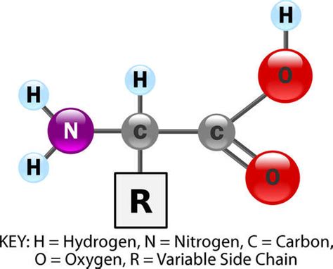 1. 12: Proteins - Biology LibreTexts