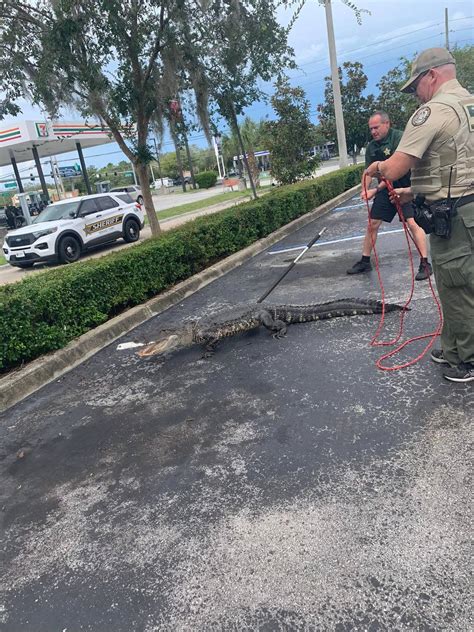 How a ‘loitering’ alligator made its presence known in Florida’s burger wars