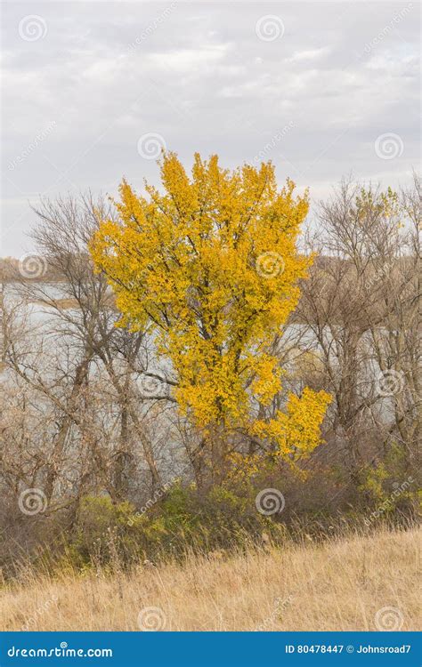 Autumn Trees stock image. Image of contrast, nature, outdoors - 80478447