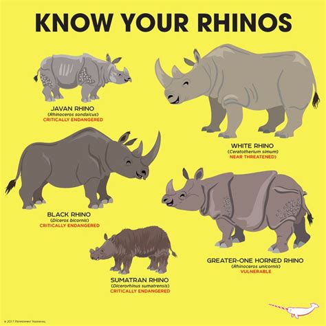 Pin by Kiki York on Life! | Rhino facts, Animals wild, Wildlife animals