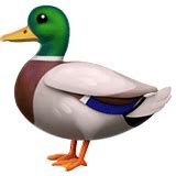 🦆 Duck Emoji Meaning with Pictures: from A to Z