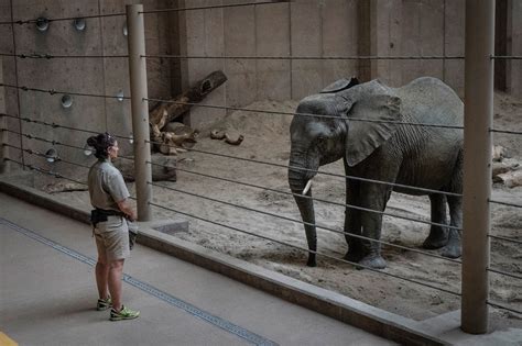 Zoos Called It a ‘Rescue.’ But Are the Elephants Really Better Off? - The New York Times