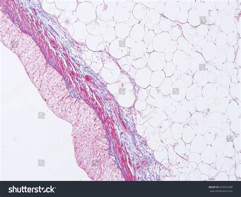 Histology Human Intestine Show Epithelium TissueẢnh có sẵn620922368 | Shutterstock