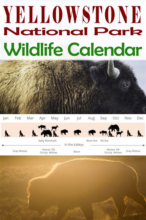 Yellowstone National Park - Wildlife Calendar in 2021 | Yellowstone ...