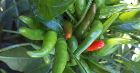 How to Grow Thai Chili Peppers: A Beginner's Guide