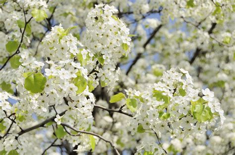 Caring for Bradford Pear Trees