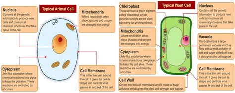 Easiest Way to Memorize the Animal and Plant Cell Structure