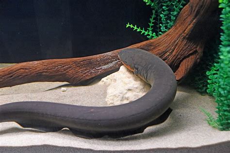 Snap, crackle, tweet: Tennessee Tech helps aquarium's electric eel make splash on social media ...