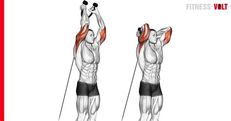 Master the Cable Overhead Triceps Extension with Rope Today! – Fitness Volt