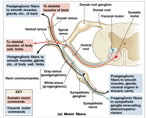 somatic and visceral | Nervous system anatomy, Thoracic cavity, Spinal ...