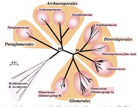 Glomeromycota Life Cycle