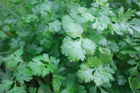 How Long Does Coriander Take to Grow?