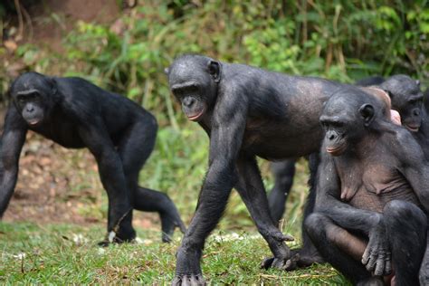 For Africa’s great apes, even ‘best-case’ climate change will decimate habitat