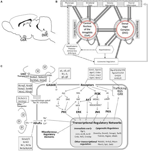 Frontiers | Diurnal Patterns of Gene Expression in the Dorsal Vagal Complex and the Central ...