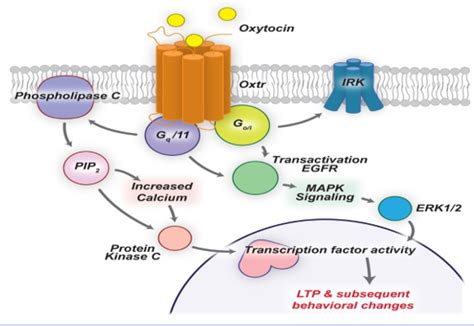 An Overview of Oxytocin: Chemical Structure, Receptors, Physiological Functions, Measurement ...