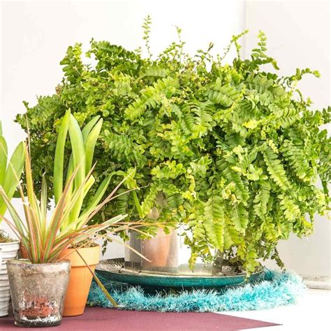 How to Care for Heirloom Houseplants