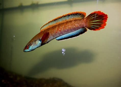 Channa sp. "fire and ice" - ~8" captive bred (?) color form, rare, expensive snakehead ...