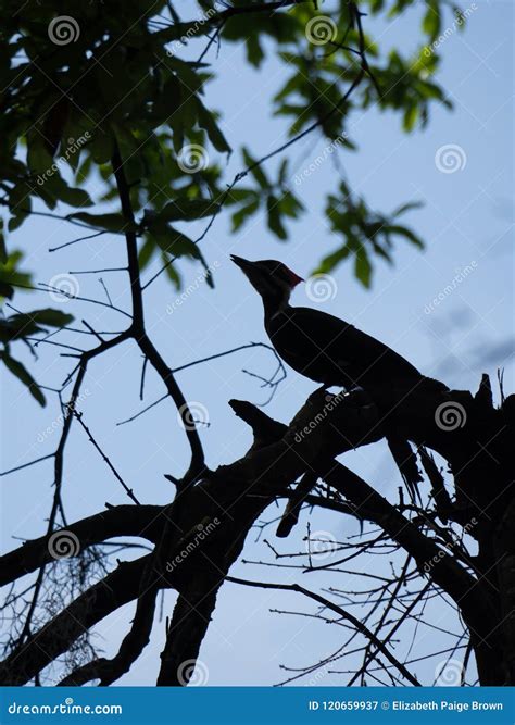 Woodpecker Silhouette Stock Images - Download 114 Royalty Free Photos