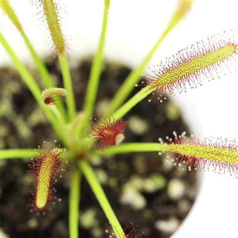 Sundew Plant: 5 Coolest Variety/Cultivars | hungryplant.com