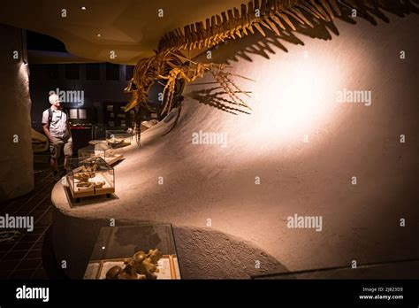 View of visitor looking at a mounted Mosasaurus fossil at the Natural History Museum in ...