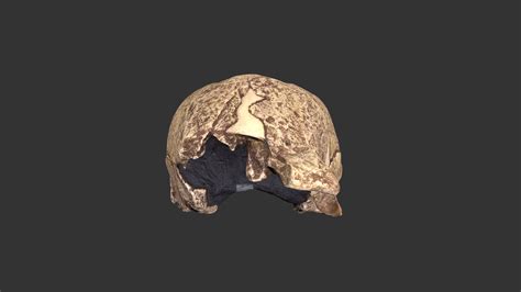 Homo erectus (2501.1rp32) - Download Free 3D model by RLA Archaeology (@rla-archaeology ...