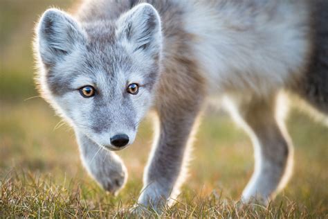 How to Photograph Arctic Wildlife - Nature TTL