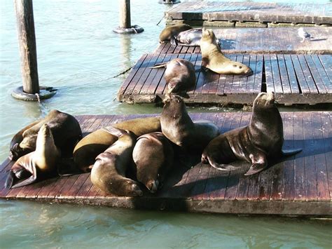 Sea Lions enjoying the sun in Fisherman's Wharf, San Francisco | Fishermans wharf, Sea lion, Pier 39