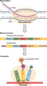 Prokaryotic versus Eukaryotic Gene Expression – Principles of Biology