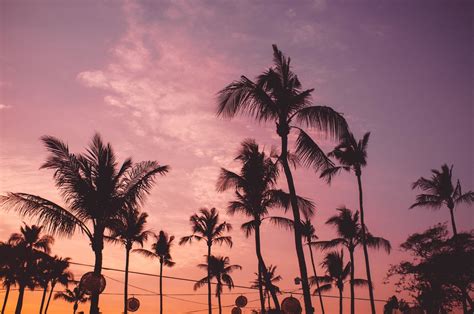 TROPICAL ZOOM BACKGROUND FREE - SERIES 2