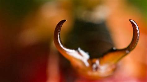 BBC - Earth - World's largest earwig is declared extinct