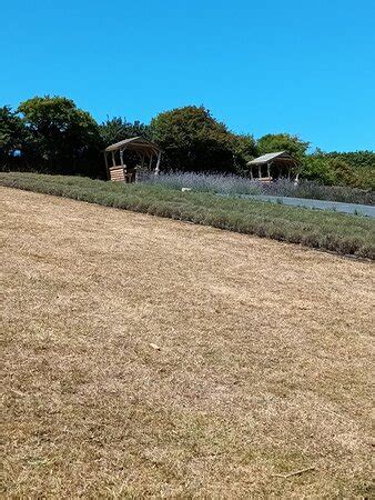 Cornish Lavender - Perranporth | Tripadvisor