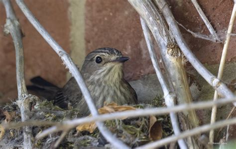 Spotted flycatcher | nest building on a climbing rose. Thank… | Flickr