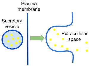 Secretory Vesicles Diagram