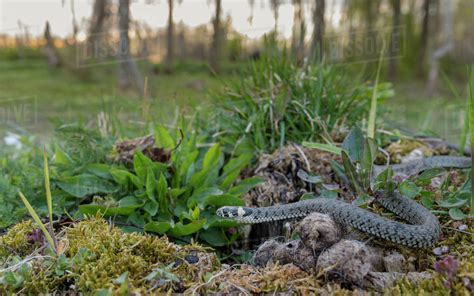 Grass snake (Natrix natrix) in habitat, Aland Islands, Finland, May. - Stock Photo - Dissolve