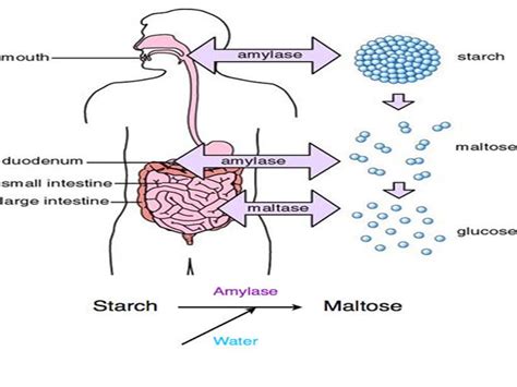 SONU ACADEMY: HUMAN DIGESTIVE SYSTEM- PART-1