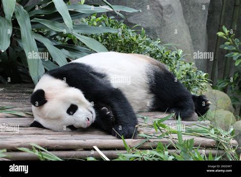 giant panda in a zoo in singapore Stock Photo - Alamy