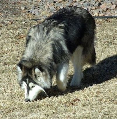 Alaskan Husky Wolf Mix - Dog Breeds