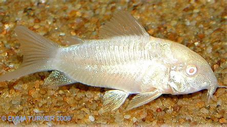 Albino Bronze Cory-Corydoras aeneus albino