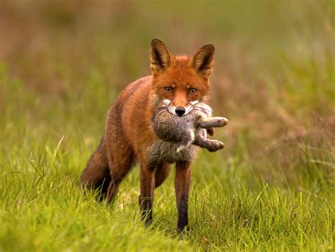 what animal eats fox