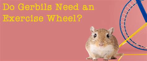 A gerbil exercise wheel... is it a good idea? | Small Pet Select