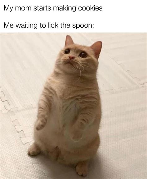 *Patiently Waiting* : r/Catmemes