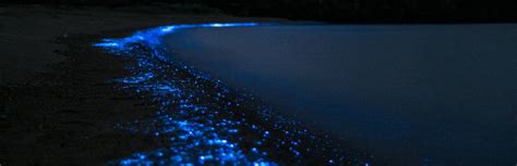 How Do Bioluminescent Waves Occur? Simple Explanation - Windy.app