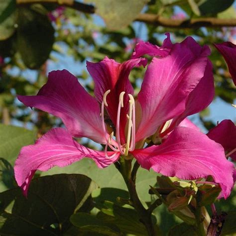 Buy Butterfly Orchid Tree (Bauhinia Purpurea) 10+ seeds online :: Seeds ...