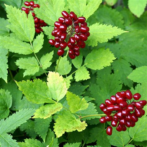 Red baneberry (Actaea rubra) – Wild Seed Project Shop