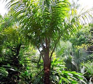 Best 18 Amazon Rainforest Plants & Flowers (Updated) | BioExplorer